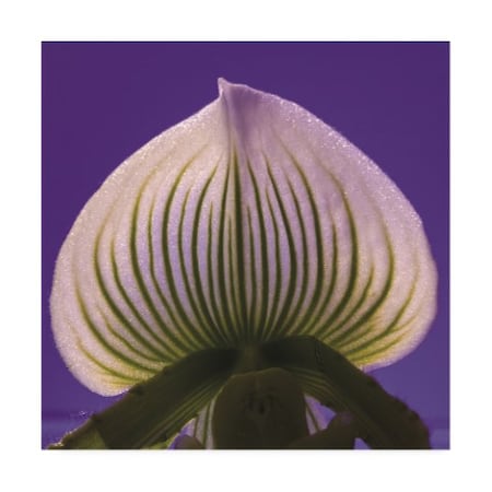 Kurt Shaffer Photographs 'Glistening Orchid Pattern' Canvas Art,24x24